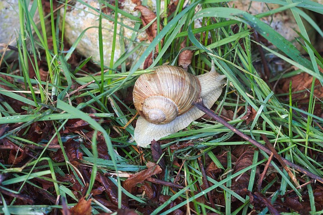 Free Nature Food photo and picture