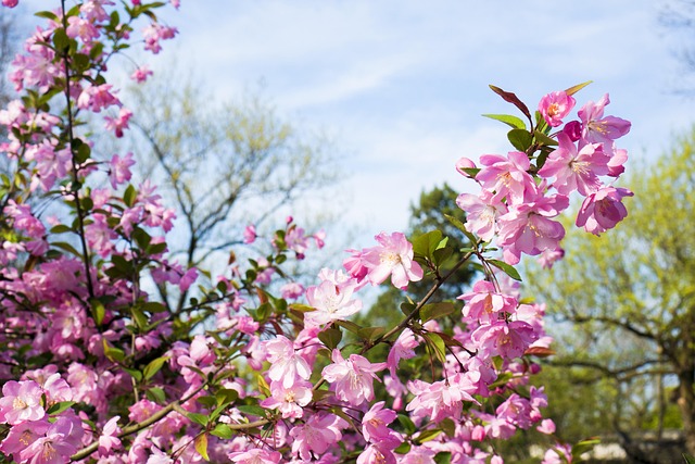 Blomster, Planter, Blomst Tapet, Natur