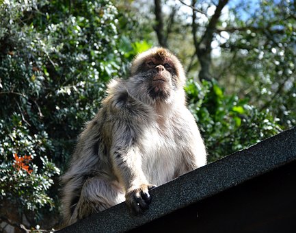 Free Barbary Macaque Monkey Rock photo and picture