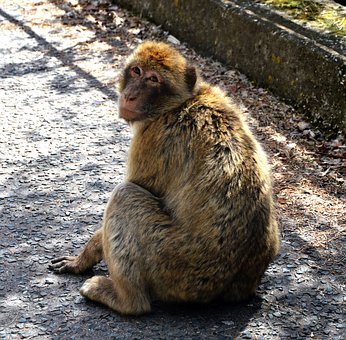Free Barbary Macaque Monkey Rock photo and picture