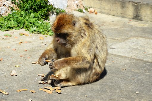 Free Barbary Macaque Monkey Rock photo and picture