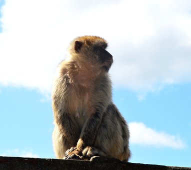 Free Barbary Macaque Monkey Rock photo and picture