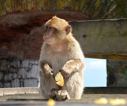 Free Barbary Macaque Monkey Rock photo and picture