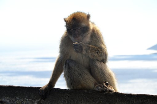 Free Barbary Macaque Monkey Rock photo and picture