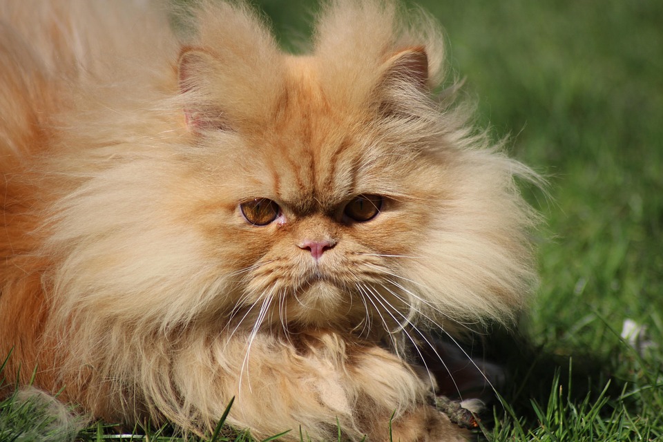 Hewan Lucu Kucing Foto Gratis Di Pixabay