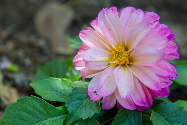 Free Nature Flower photo and picture