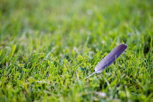 Free Grass Summer photo and picture