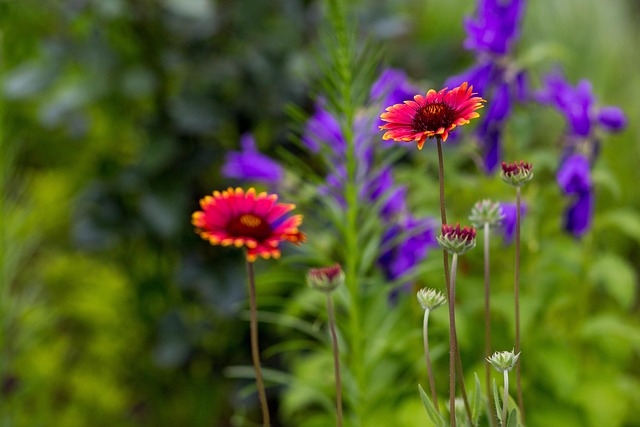 Free Nature Flower photo and picture