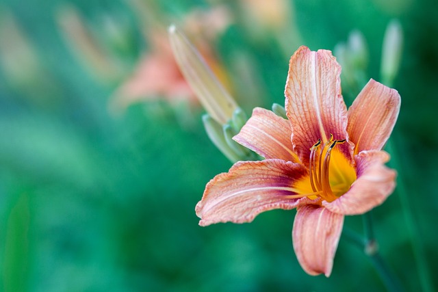 Free Nature Summer photo and picture