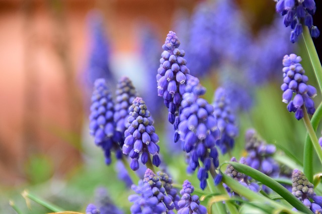 Free Nature Flower photo and picture