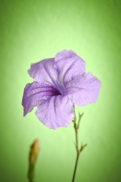Free Flower Flora photo and picture