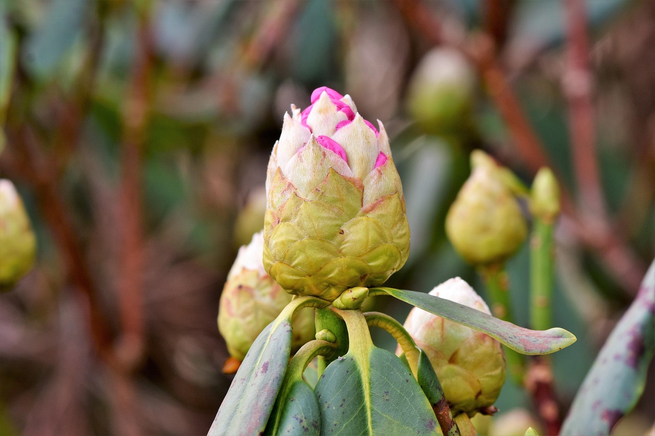 200+ kostenlose Rhododendron+Knospen und Rhododendron-Bilder - Pixabay
