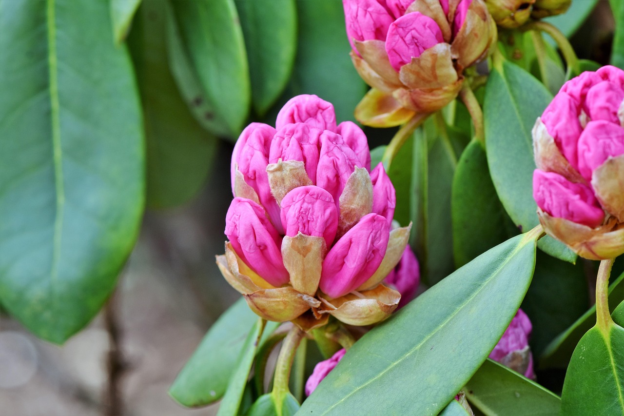 Rhododendron Rhododedron Buds Pink - Free photo on Pixabay - Pixabay