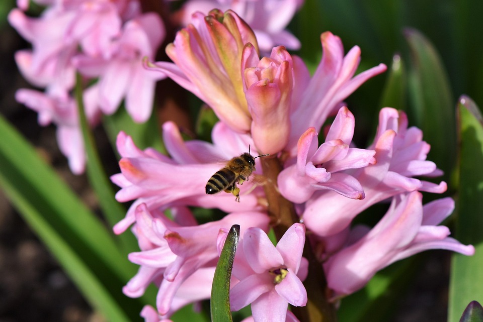 Hyacinth Blossoms Spring Flower - Free photo on Pixabay - Pixabay