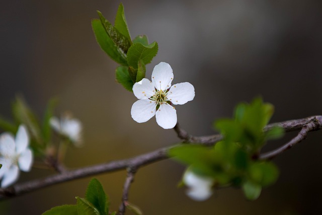 Bloem, Natuur, Plant, Blad, Boom