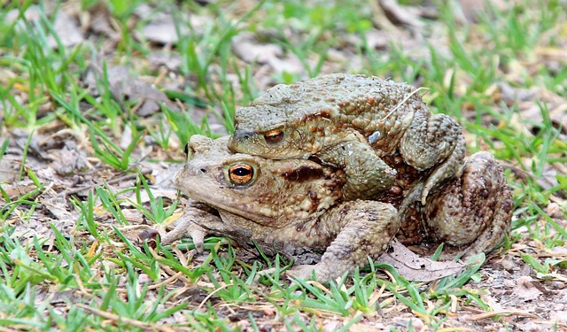 Free Toads Nature photo and picture