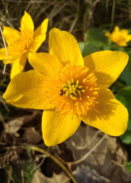 Free Forest Flower photo and picture