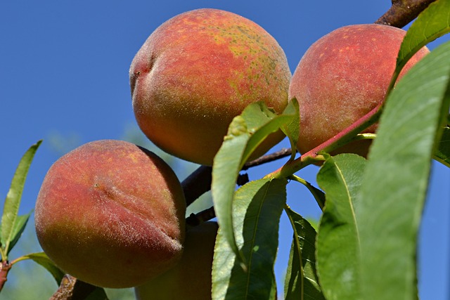 Pêssego, Pêssegos, Fruta, Galho, Saúde