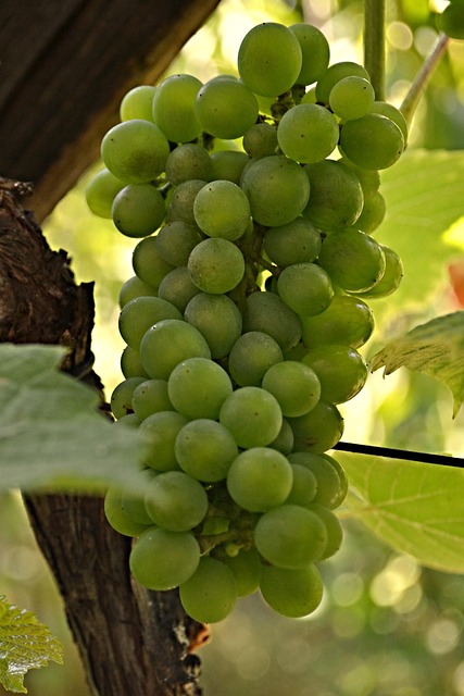 Uvas, Vinho, Videira, Grapevine, Vinhedo