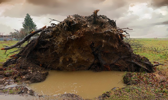 Free Tree Uprooted photo and picture