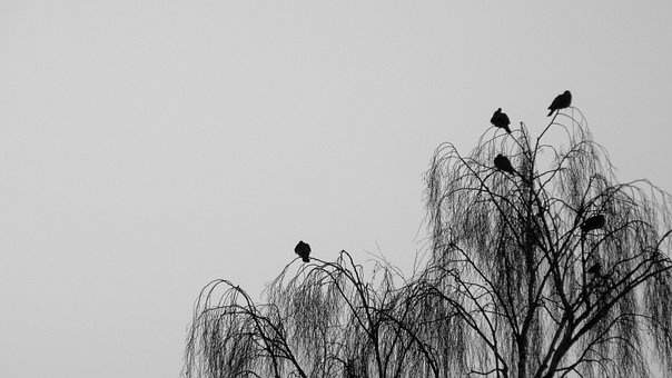 Free Bird Nature photo and picture