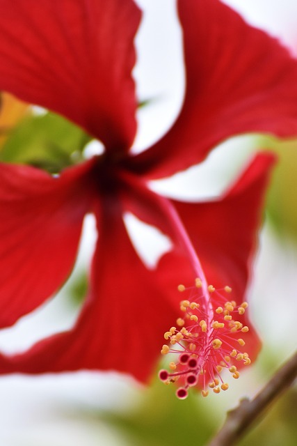 Free Flower Nature photo and picture