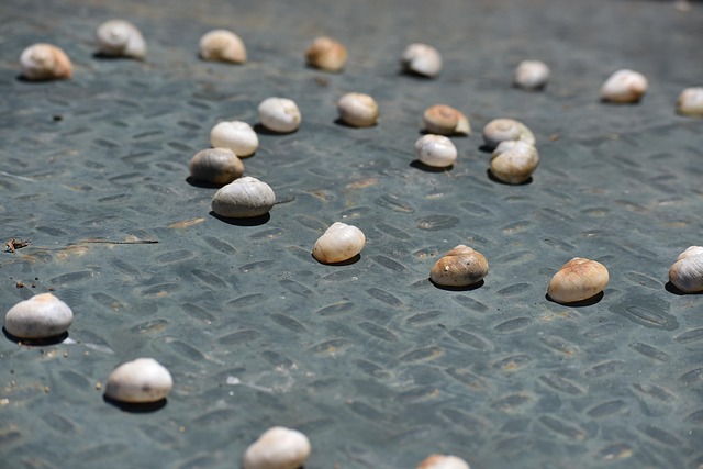 Free Beach Stone photo and picture