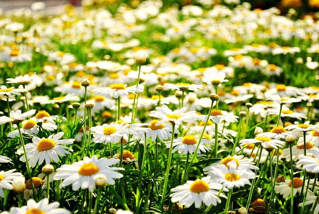Free Nature Flower Background photo and picture