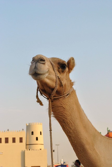 Free Camel Desert photo and picture