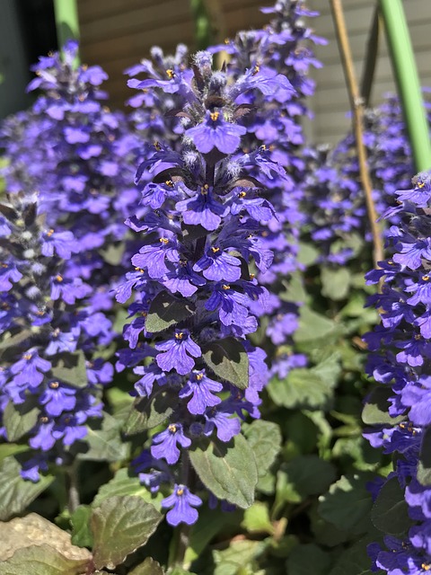Free Flowers Plant photo and picture