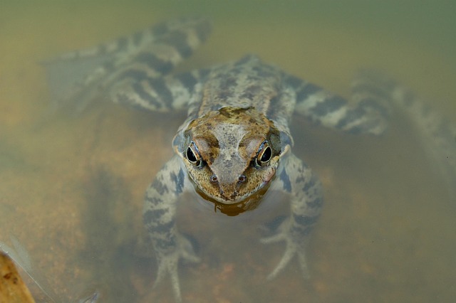 Free Frog Amphibian photo and picture