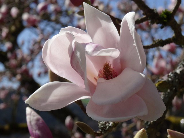 Free Flower Magnolia photo and picture
