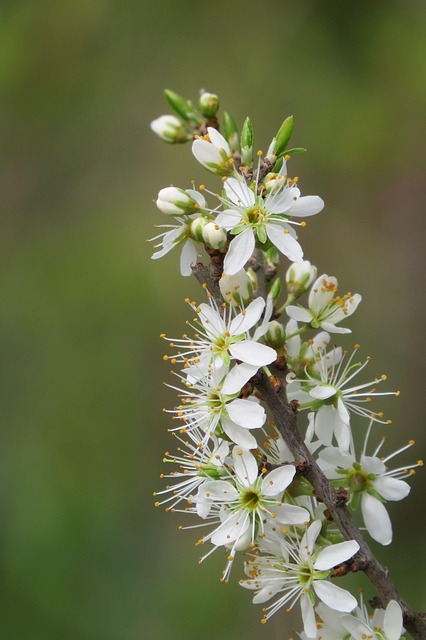 Flor Botão Plantar - Foto gratuita no Pixabay - Pixabay