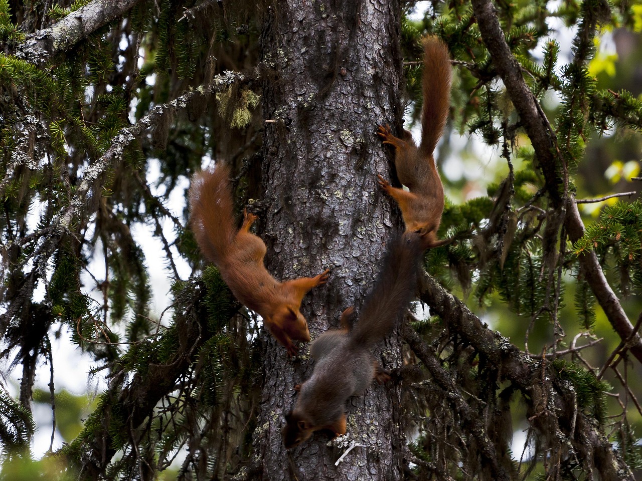 Squirrels Rodents Foraging - Free photo on Pixabay - Pixabay