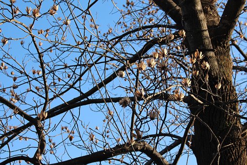Free Tree Quarter photo and picture