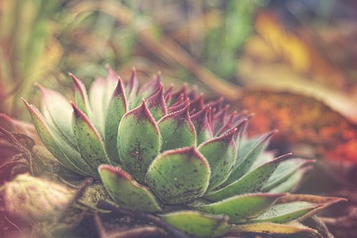 Pflanze, Blumentapete, Natur, Blume