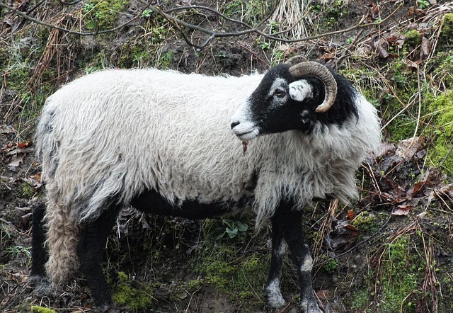 Free Mammal Nature photo and picture