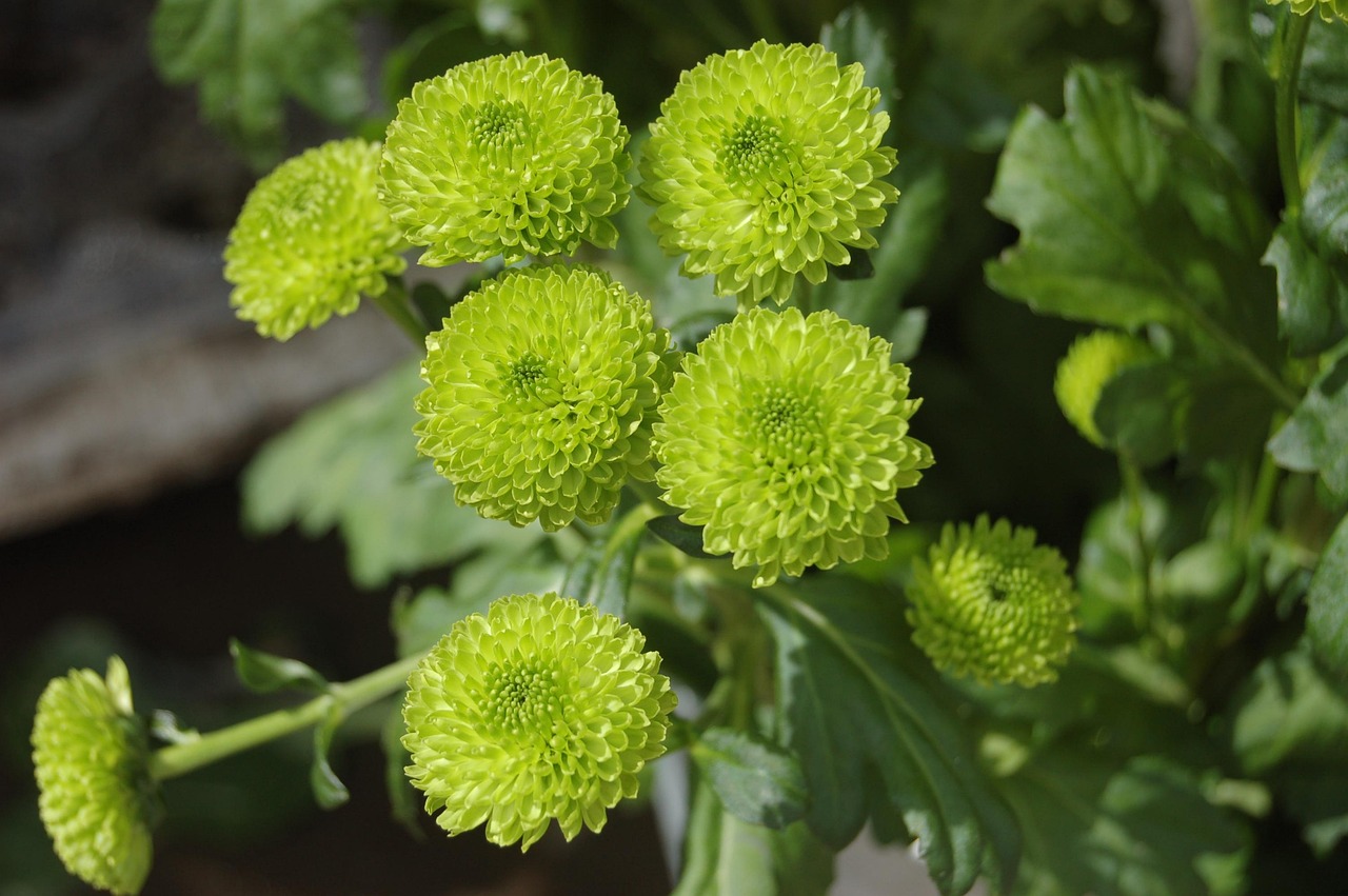 10+ kostenlose Santini & Blume Fotos Pixabay