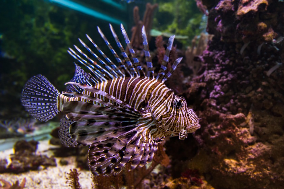 Amazon reef