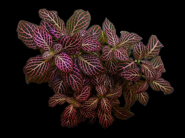 Free Tropical Plant photo and picture