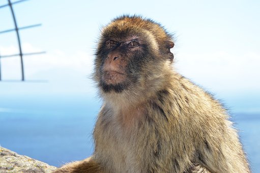 Free Barbary Macaque Monkey Rock photo and picture