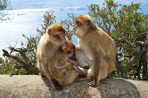 Free Berberaffen Monkey Rock photo and picture
