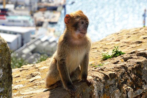 Free Barbary Macaque Monkey Rock photo and picture