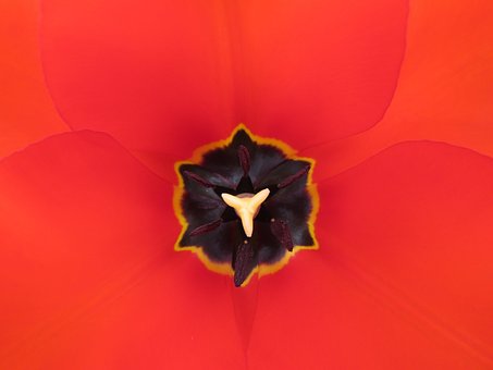 Flor, Naturaleza, Pétalo, Macro