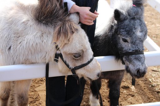 Free Animal Farm photo and picture