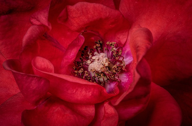 Free Flower Flora photo and picture