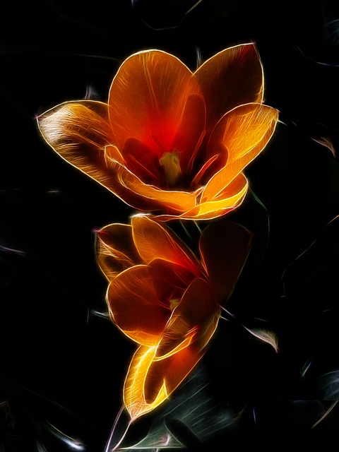Free fractalius tulip purchase manniana tulip illustration