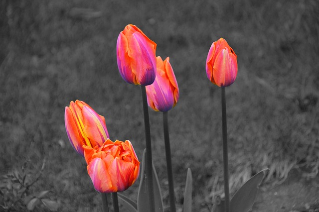 Natureza, Flores Bonitas, Flor