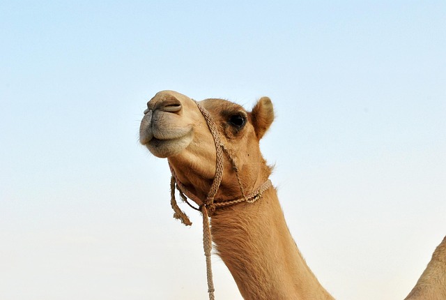 Free Animal Camel photo and picture