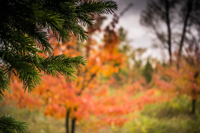 Free Tree Nature photo and picture